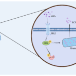 Peptide