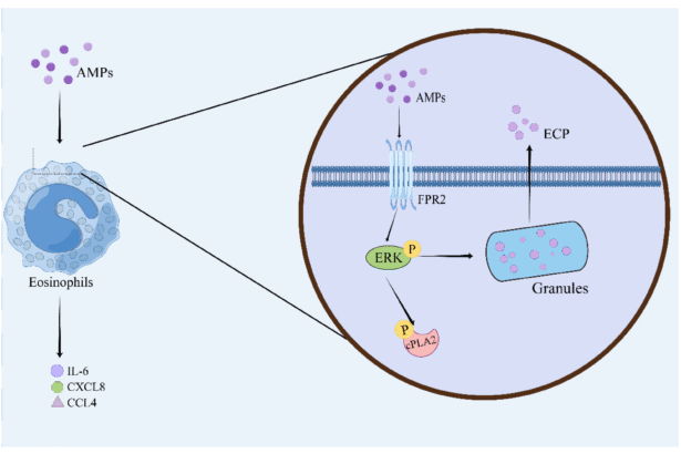 Peptide