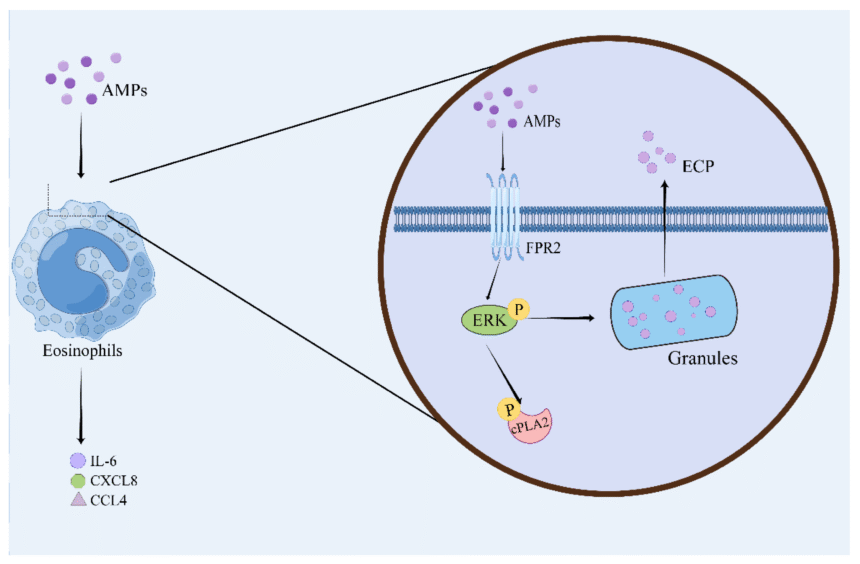 Peptide